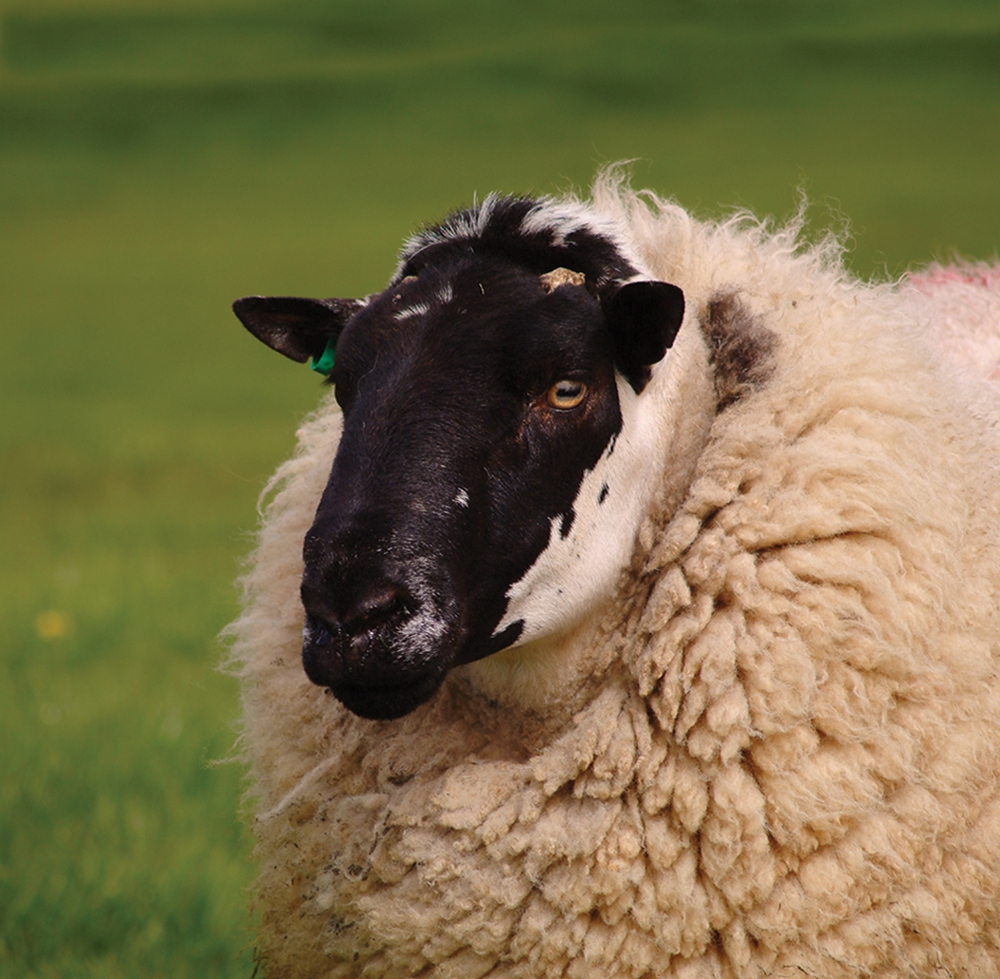 Ulster Wool's services to the sheep sector