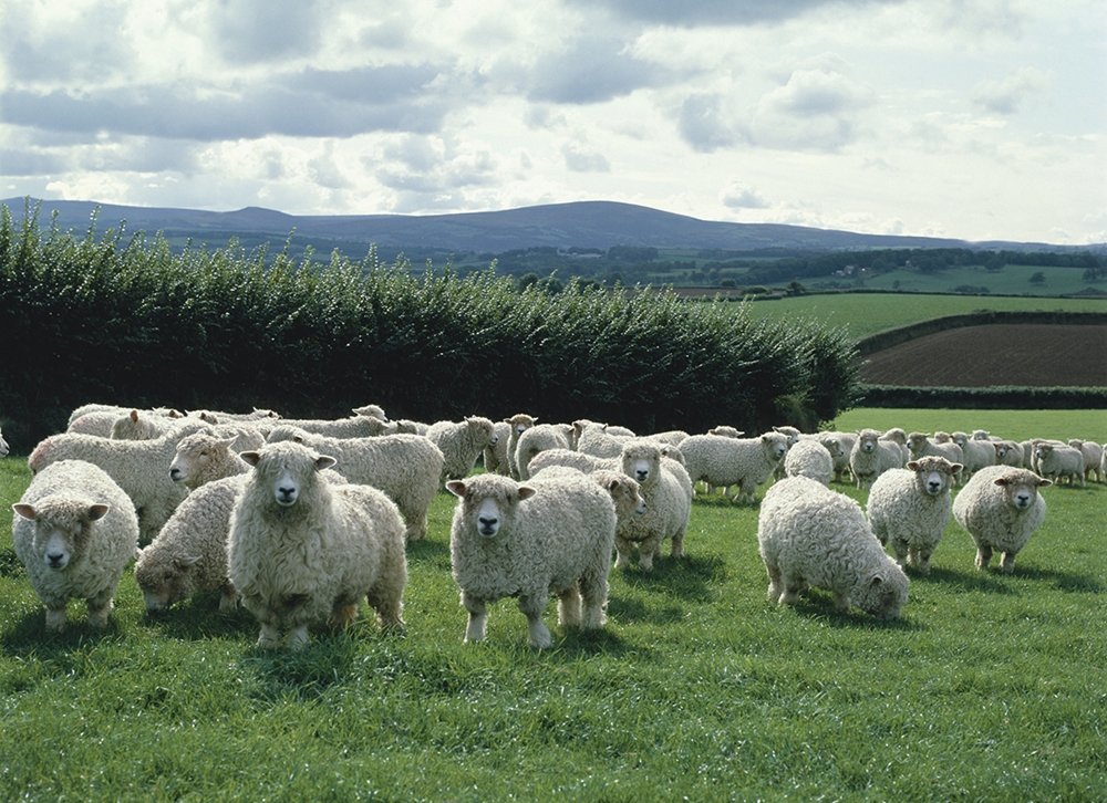 Ulster wool is sold at a series of auctions over a 12 month period