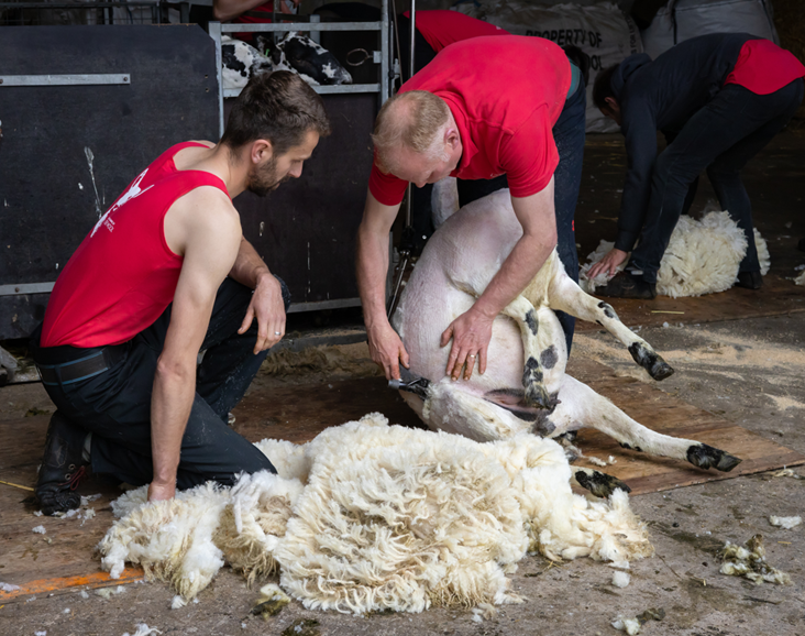 Ulster Wool 2025 shearing training courses go live